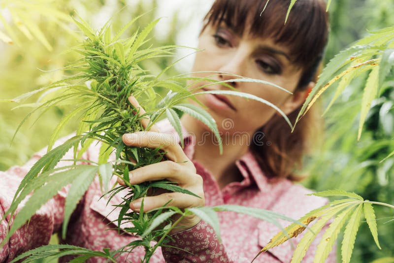 Femme tenant des fleurs de chanvre images libres de droits Femme tenant des fleurs de chanvre images libres de droits