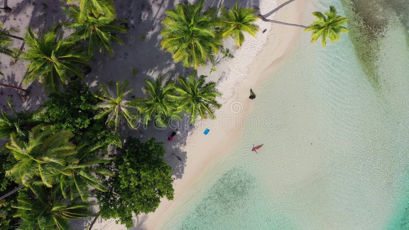 Femme tropicale de paradis insulaires dans le bikini par la vidéo aérienne de la plage du drone de palmiers clips vidéos