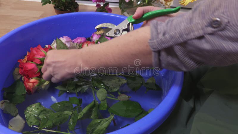 Femme utilisant des cisailles de jardinage pour couper des roses