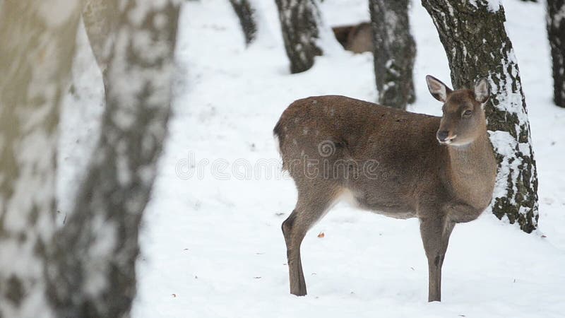 Femmina dei daini nell'inverno