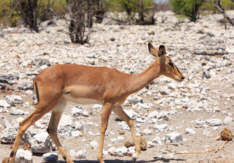 Side profile of a Black-faced Impala walking across the rocky ground in Etosha National Park. Side profile of a Black-faced Impala walking across the rocky ground in Etosha National Park