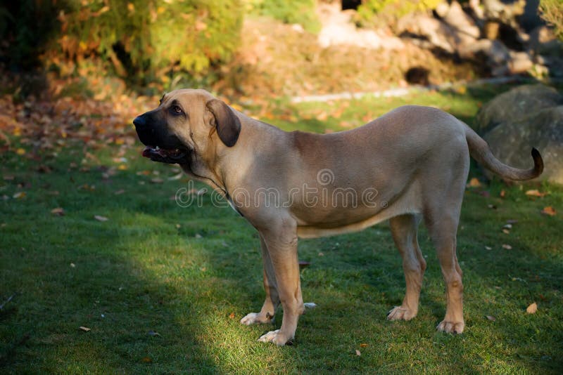 Cucciolo Di Fila Brasileiro (mastino Brasiliano) Fotografia Stock -  Immagine di lunghezza, razza: 64476918