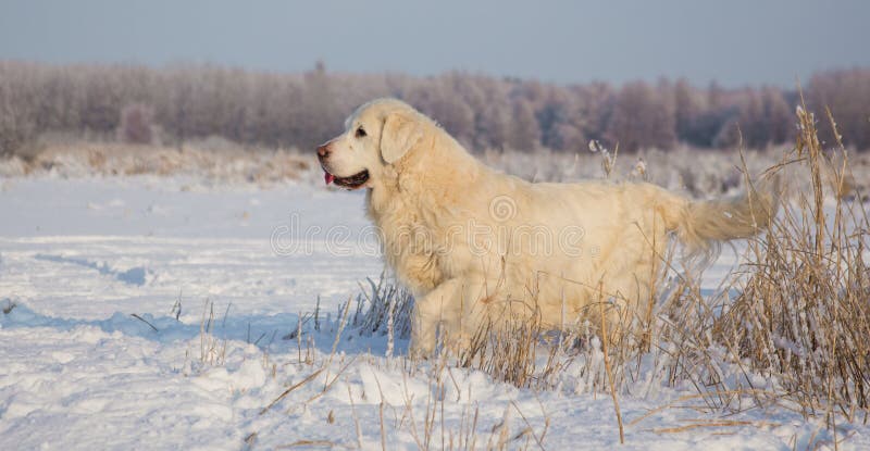 Femmina di golden retriever a 13 anni immagini stock libere da diritti