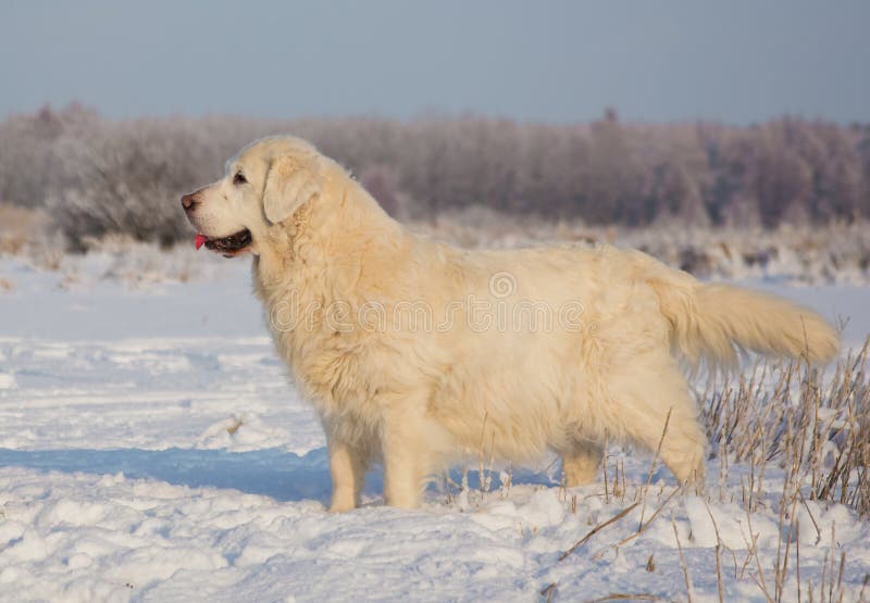 Femmina di golden retriever a 13 anni fotografia stock libera da diritti