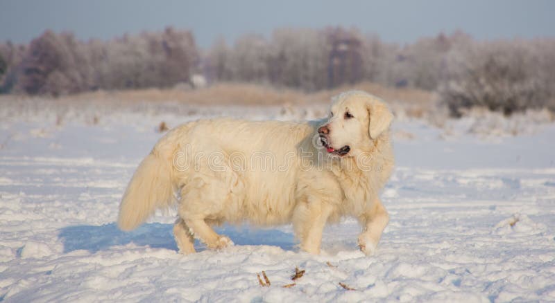Femmina di golden retriever a 13 anni fotografie stock libere da diritti