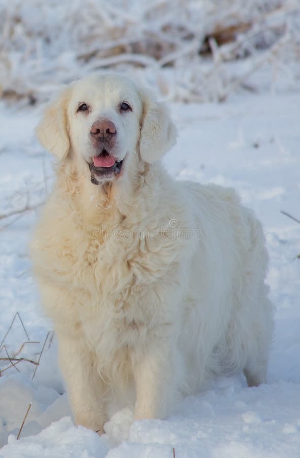 Femmina di golden retriever a 13 anni immagine stock libera da diritti