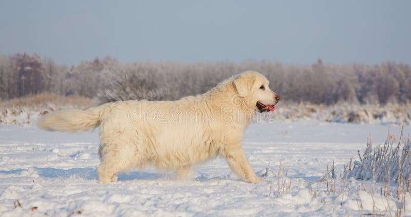 Femmina di golden retriever a 13 anni fotografia stock