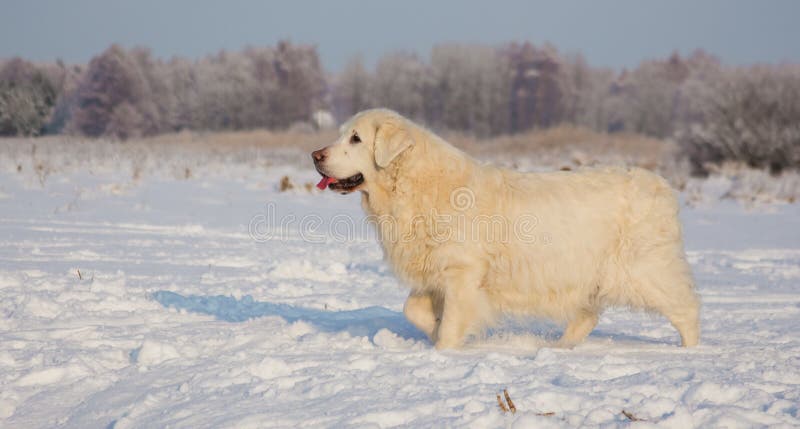 Femmina di golden retriever a 13 anni immagini stock
