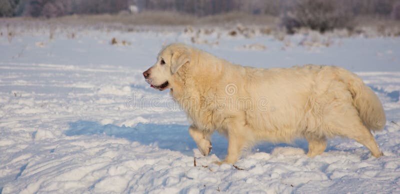 Femmina di golden retriever a 13 anni fotografia stock libera da diritti