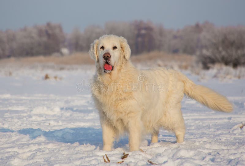 Femmina di golden retriever a 13 anni immagine stock