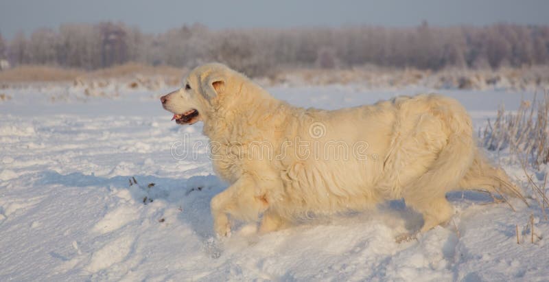 Femmina di golden retriever a 13 anni fotografia stock