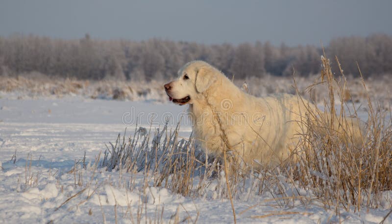 Femmina di golden retriever a 13 anni immagini stock libere da diritti