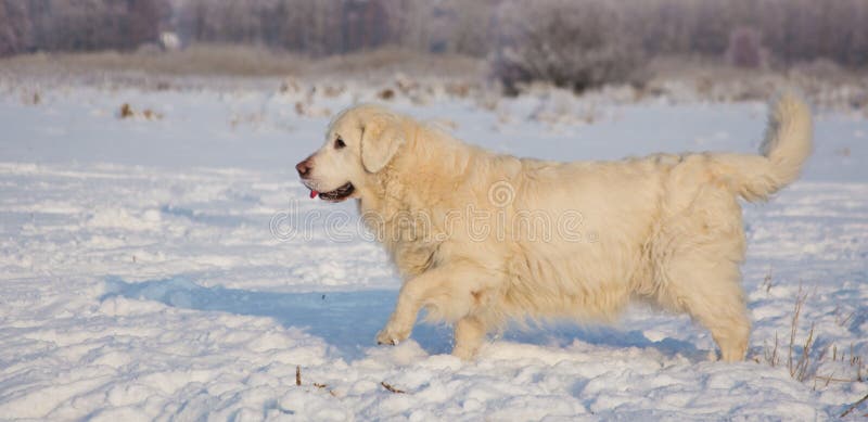 Femmina di golden retriever a 13 anni immagini stock libere da diritti