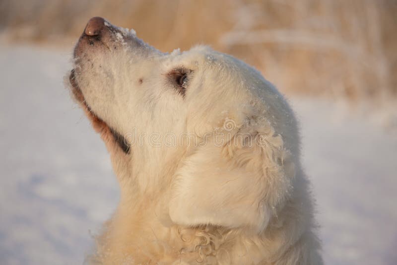 Femmina di golden retriever a 13 anni immagine stock