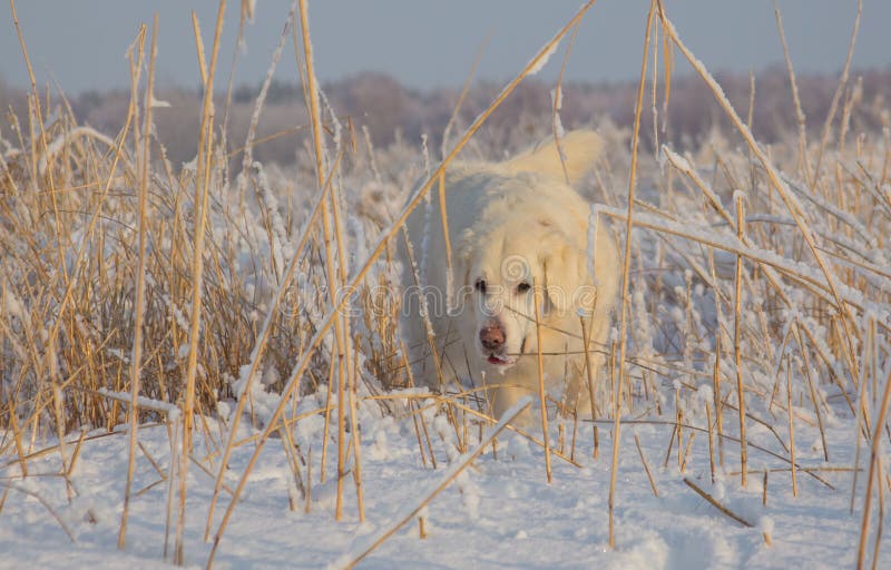 Femmina di golden retriever a 13 anni immagini stock libere da diritti