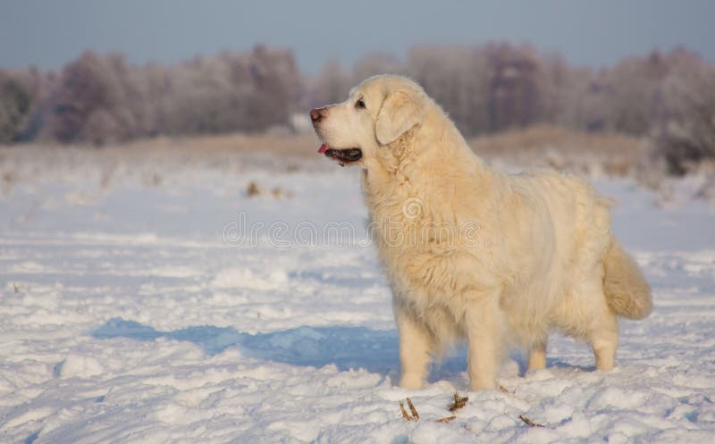 Femmina di golden retriever a 13 anni fotografie stock