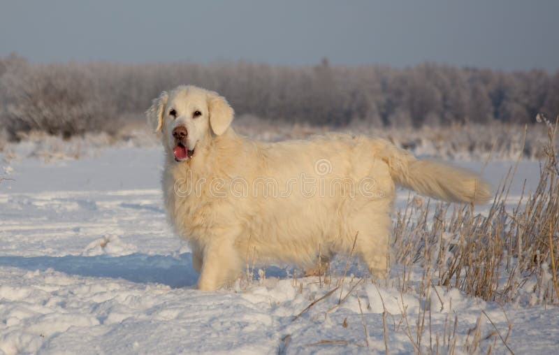 Femmina di golden retriever a 13 anni immagini stock