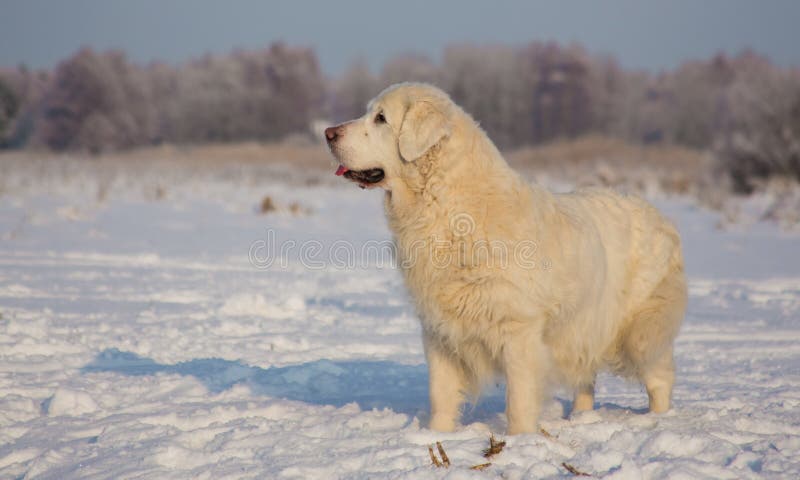 Femmina di golden retriever a 13 anni fotografia stock libera da diritti