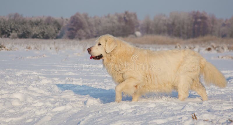 Femmina di golden retriever a 13 anni immagini stock libere da diritti