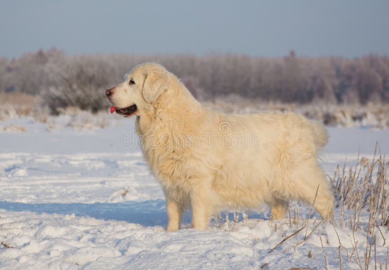 Femmina di golden retriever a 13 anni fotografie stock