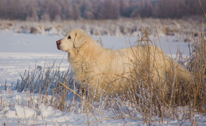 Femmina di golden retriever a 13 anni immagine stock
