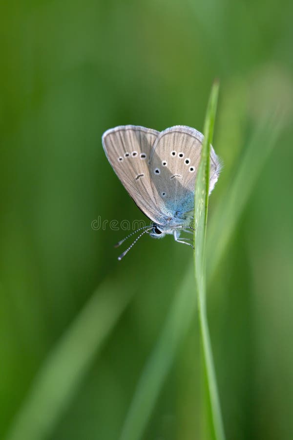 Male mazarine blue butterfly (Cyaniris semiargus) on a blade of grass. Place for your text. Male mazarine blue butterfly (Cyaniris semiargus) on a blade of grass. Place for your text.