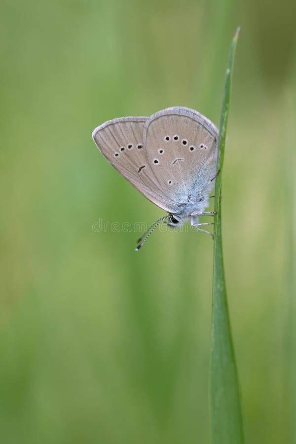 Female mazarine blue butterfly (Cyaniris semiargus) rests on a blade of grass. Detail shot of the butterfly. Copy space. Female mazarine blue butterfly (Cyaniris semiargus) rests on a blade of grass. Detail shot of the butterfly. Copy space.