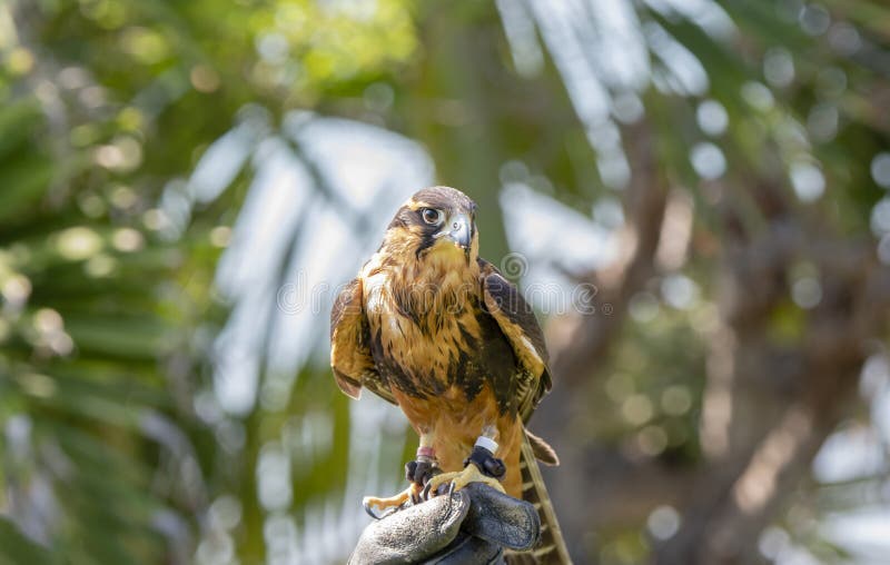 Femoralis de Falco del halcón de Aplomodo del halconero prisionero encaramados en la mano del halconero imágenes de archivo libres de regalías Femoralis de Falco del halcón de Aplomodo del halconero prisionero encaramados en la mano del halconero imágenes de archivo libres de regalías