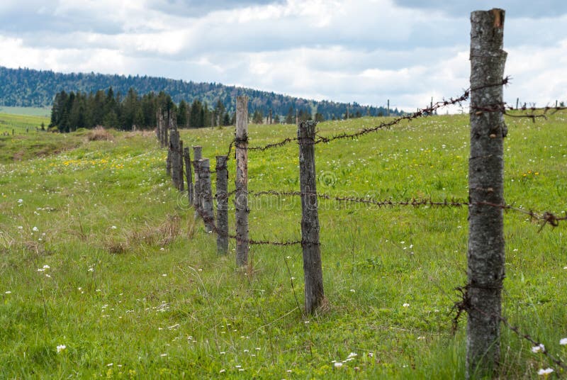 Fence with barbed wire. Fence in the field. Meadow grass with flowers.