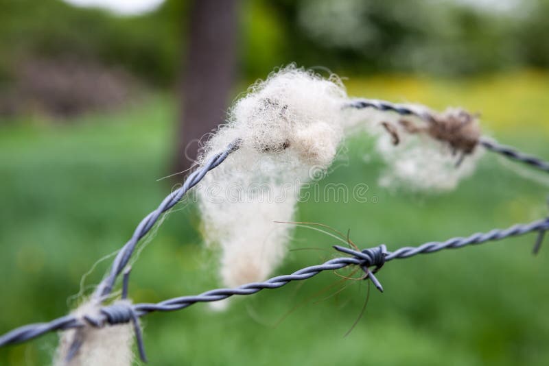 Sheep Wool Barbed Wire Stock Photos Free & RoyaltyFree Stock Photos