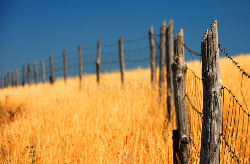 Fence in a corn field