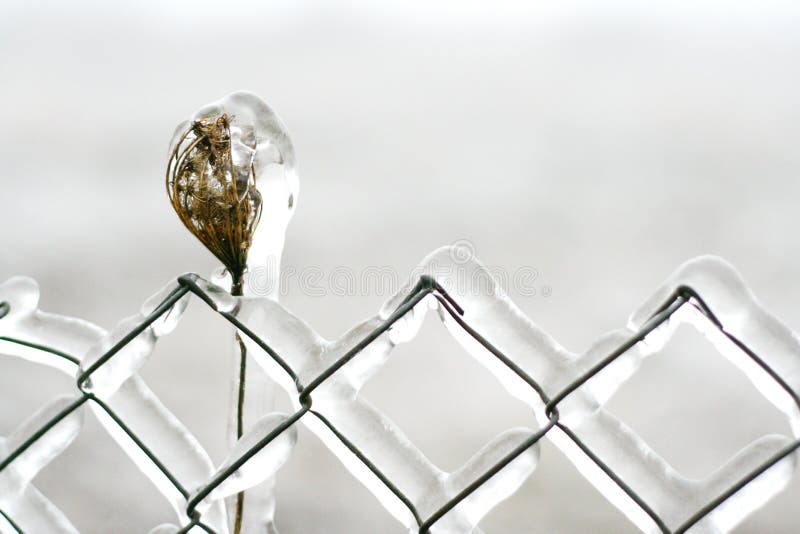 Fence Covered in Ice