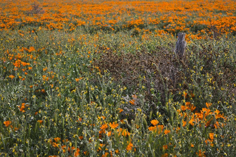 Fence Post and California Poppies Stock Photo Image of palmdale
