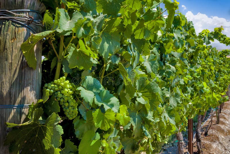 Fence Post and Grape vines stock image Fence Post and Grape vines stock image