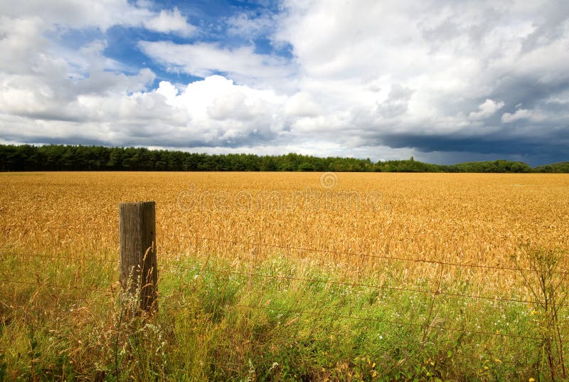 Fence post and hay field stock image. Image of grain 20627621