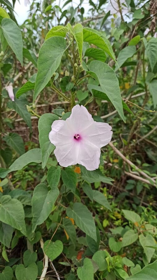 Fence posts in the rice fields stock photos