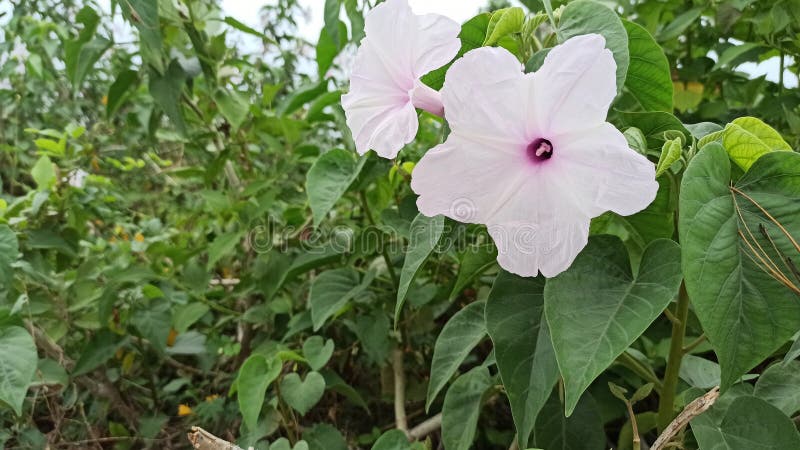 Fence posts in the rice fields royalty free stock photos