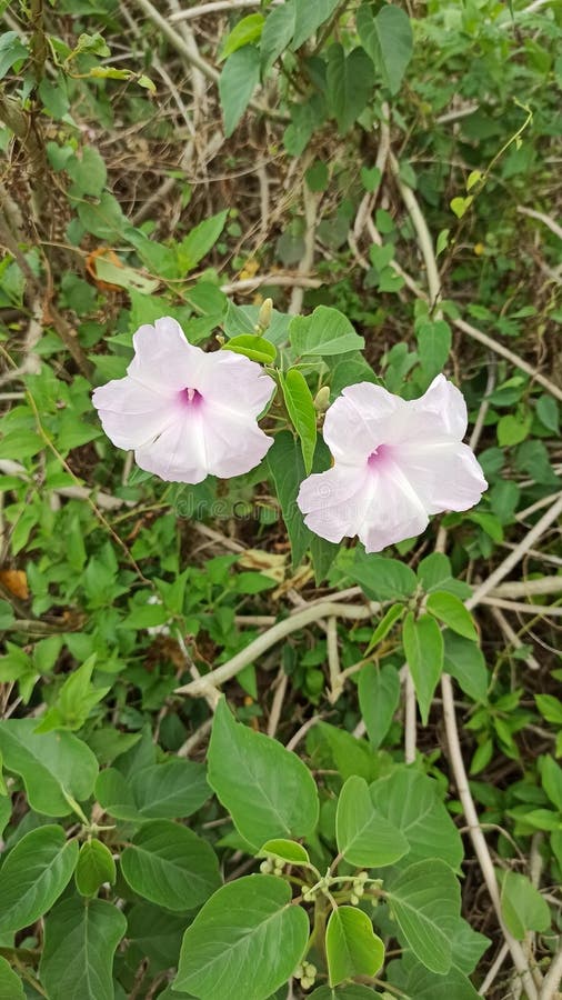 Fence posts in the rice fields royalty free stock photography