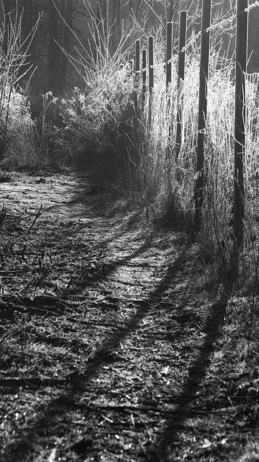 Fence Shadows In Cold Winter Morning