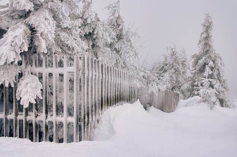 Fence in winter