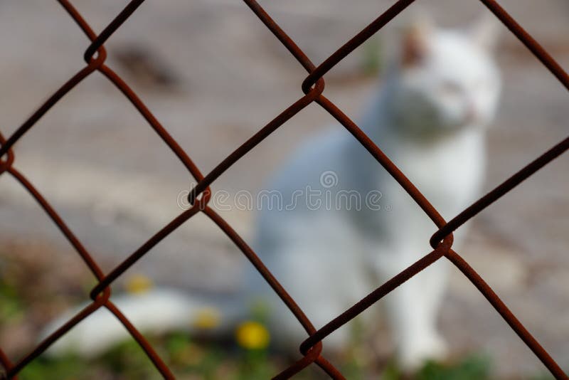 cat wire fencing