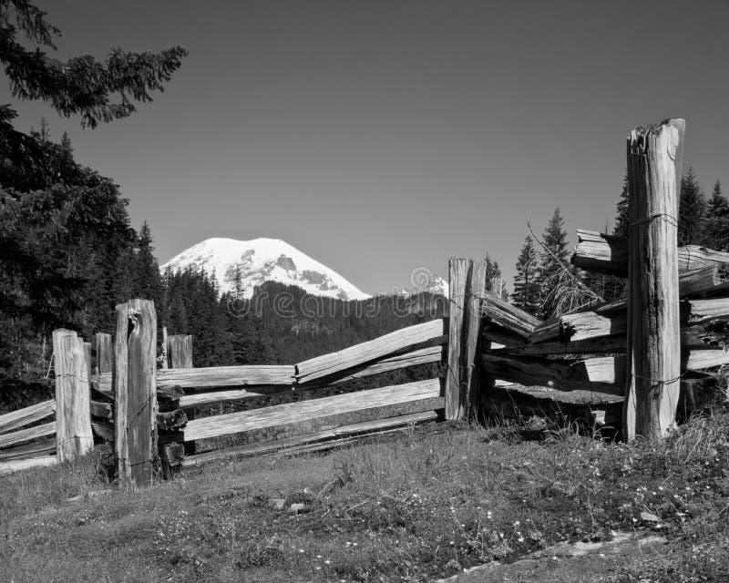 Mount Rainier with wooden fence and spring flowers in the foreground in Black and White. Mount Rainier with wooden fence and spring flowers in the foreground in Black and White