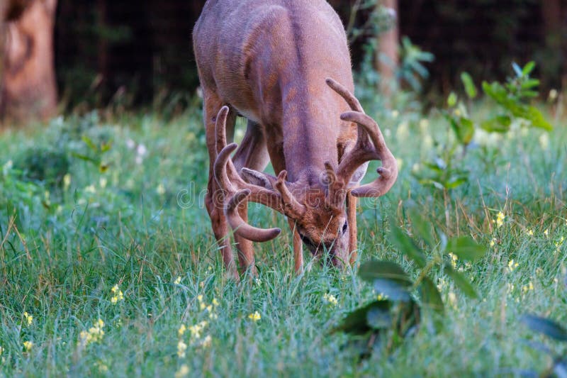 Whitetail with Velvet Antlers Standing in Soybean Field Stock Image ...