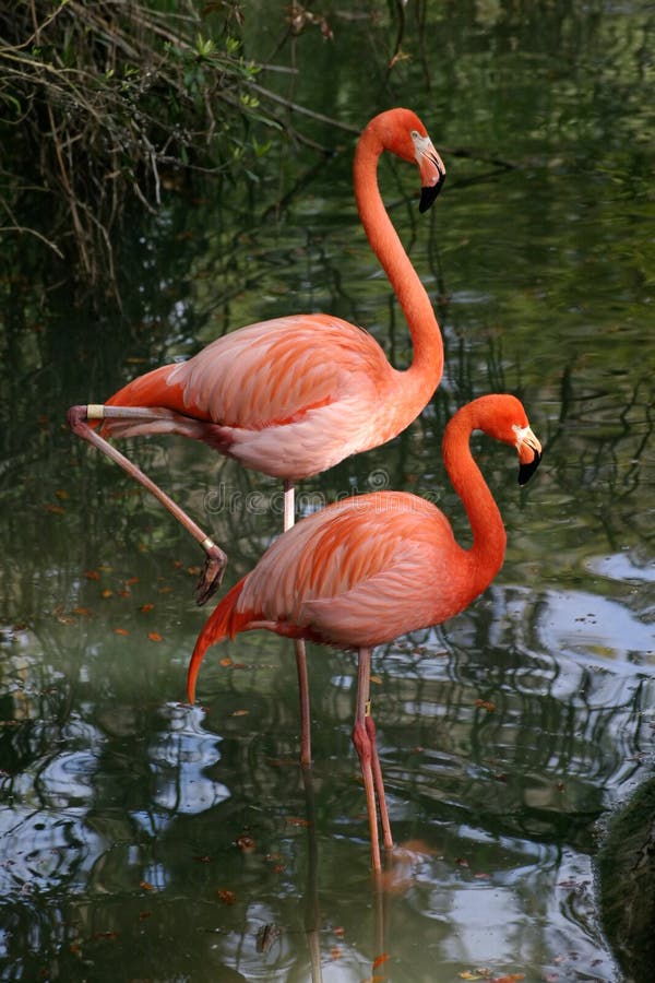 Two bright pink flamingos wading in a pond. Two bright pink flamingos wading in a pond.