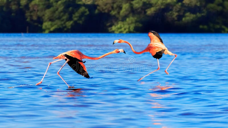Fenicottero nella fauna selvatica del Sudamerica Ballo appassionato degli uccelli rosa Parco nazionale di Celestun mexico immagine stock Fenicottero nella fauna selvatica del Sudamerica Ballo appassionato degli uccelli rosa Parco nazionale di Celestun mexico immagine stock