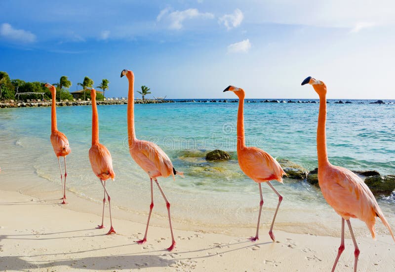 Fenicottero rosa sulla spiaggia, isola di Aruba Fenicottero rosa sulla spiaggia, isola di Aruba