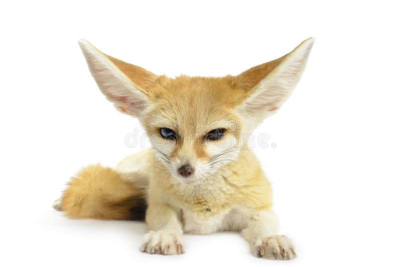 Fennec Fox stock image. Image of furry, inquisitive, black 27168603