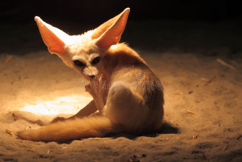 Portrait fennec animal mammal Cut Out Stock Images & Pictures - Alamy