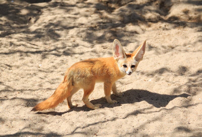 A Desert Fox Intently Watching His Prey Stock Image Image of wildlife
