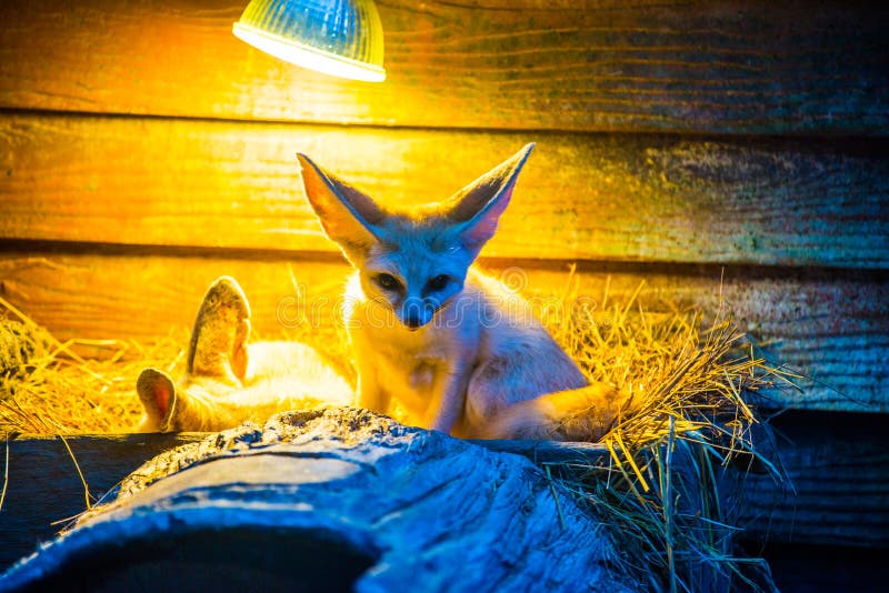 Fennec Fox in Thai stock photo. Image of color, wild 263303460